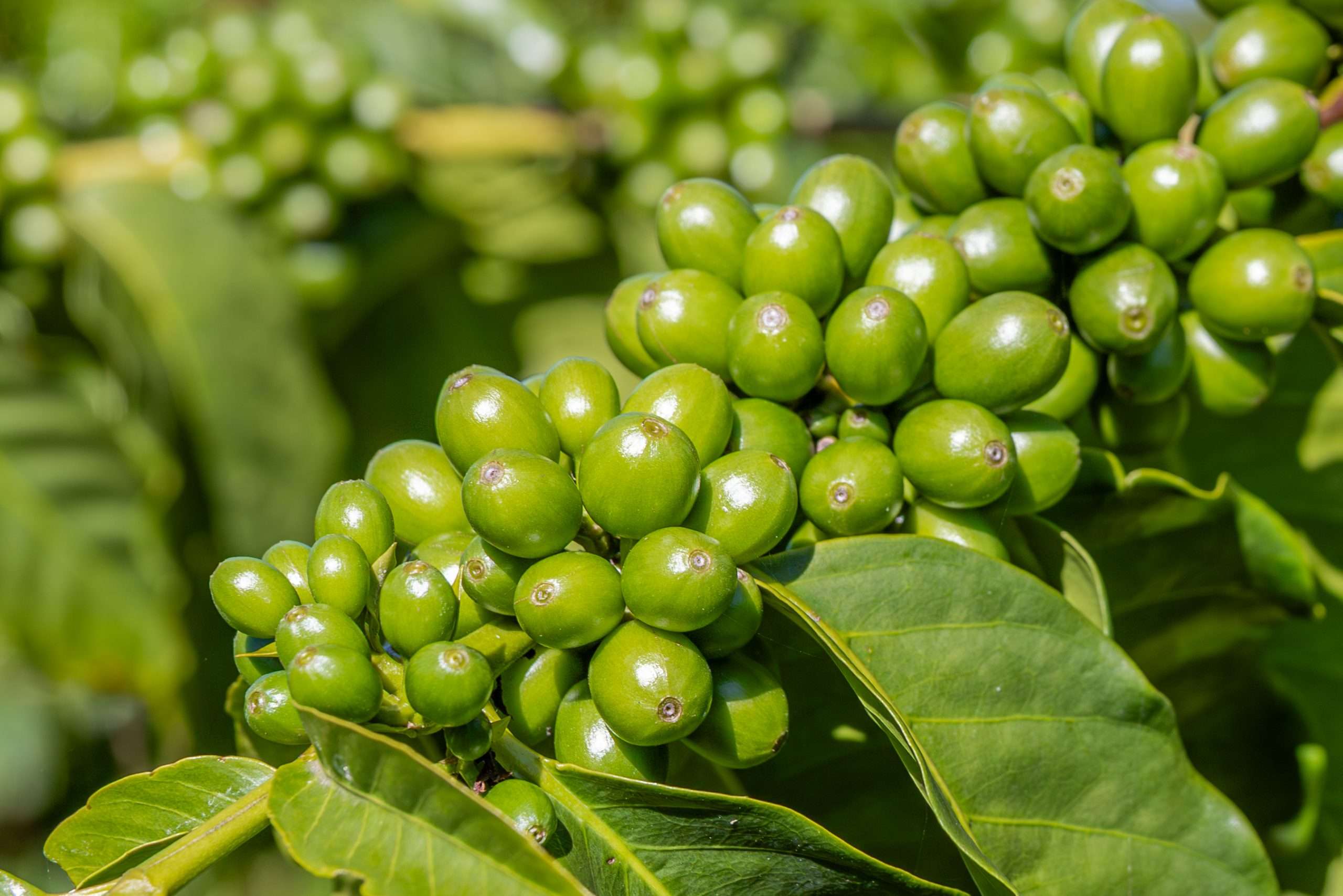 Kona coffee beans growing on the tree on a Big Island private tour.