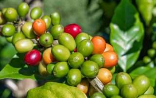 Kona coffee growing in the rich volcanic soil of Hawaii.