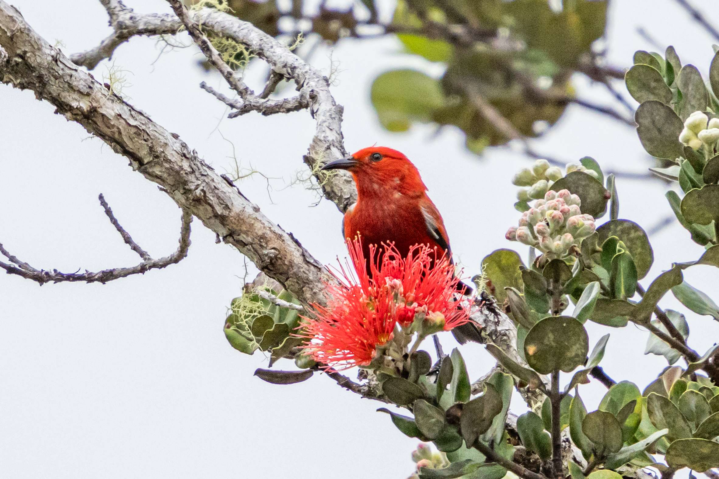Hawaii birdwatching tours observing an Apapane in an Ohia tree.