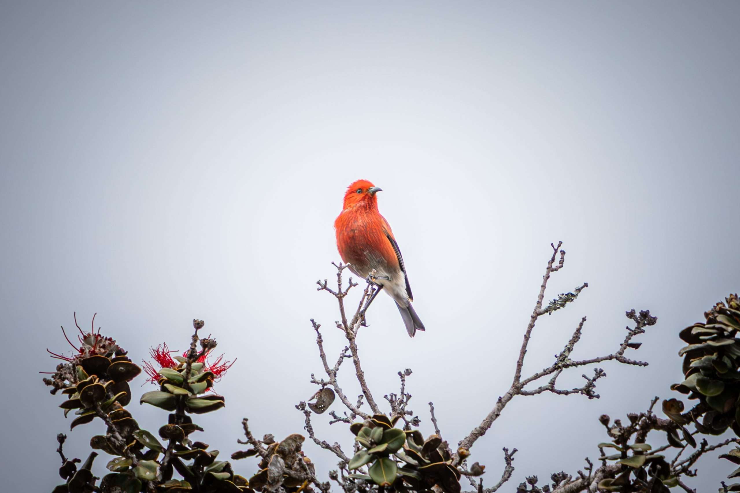 Big Island birdwatching tour spotted this beautiful Apapane.
