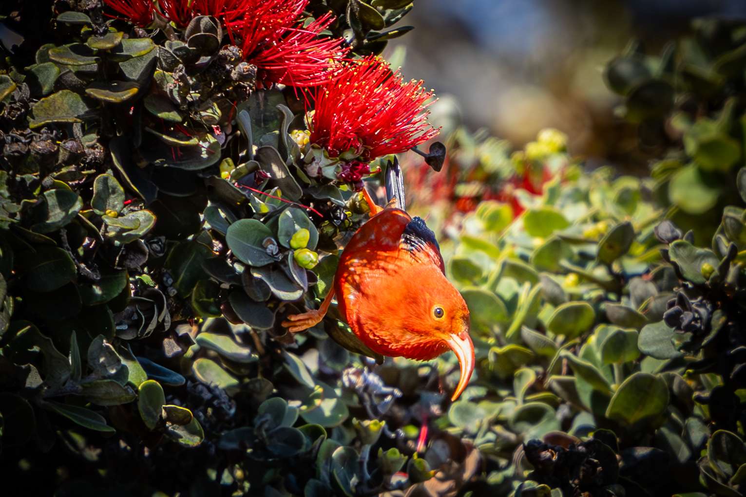 An I'iwi pops out from under an Ohia Lehua blossom on a Hawaii birdwatching tour.