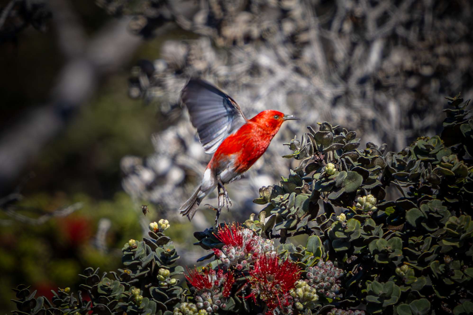 An Apapane takes off on a Big Island birdwatching tour.