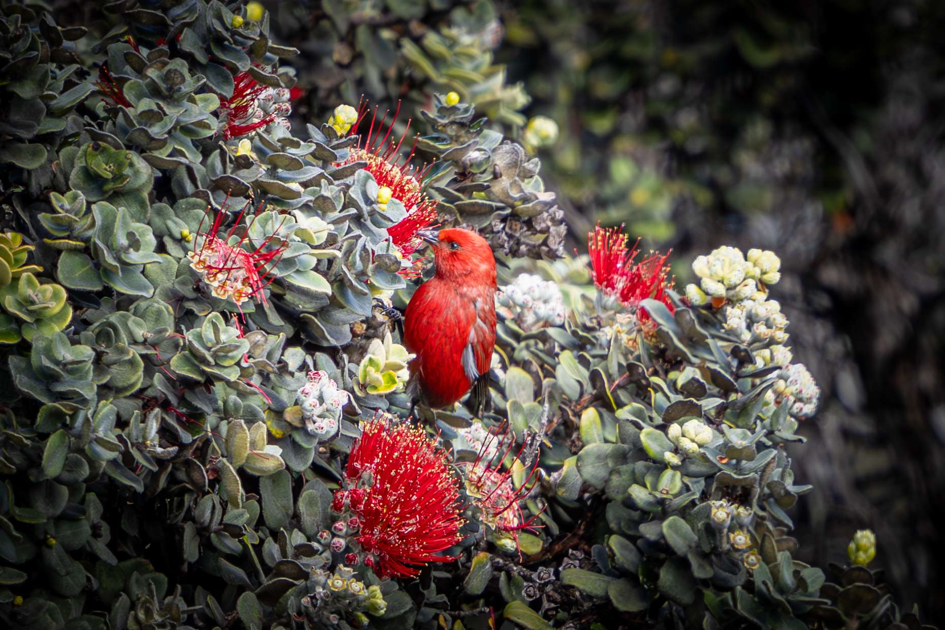 Hawaii birdwatching tour spotted an Apapane feeding on an Ohia blossom.