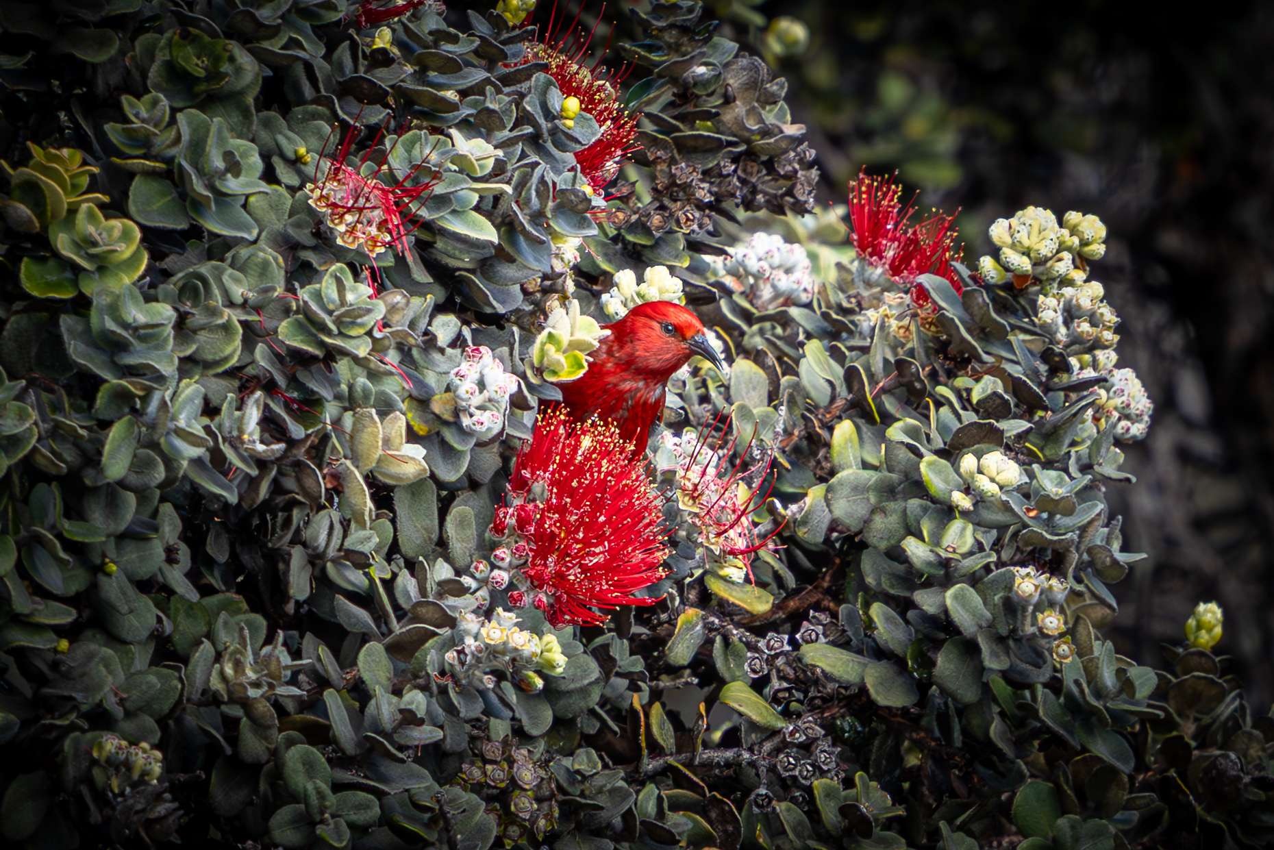 Birdwatching Hawaii tours spotted a very crimson red Apapane.