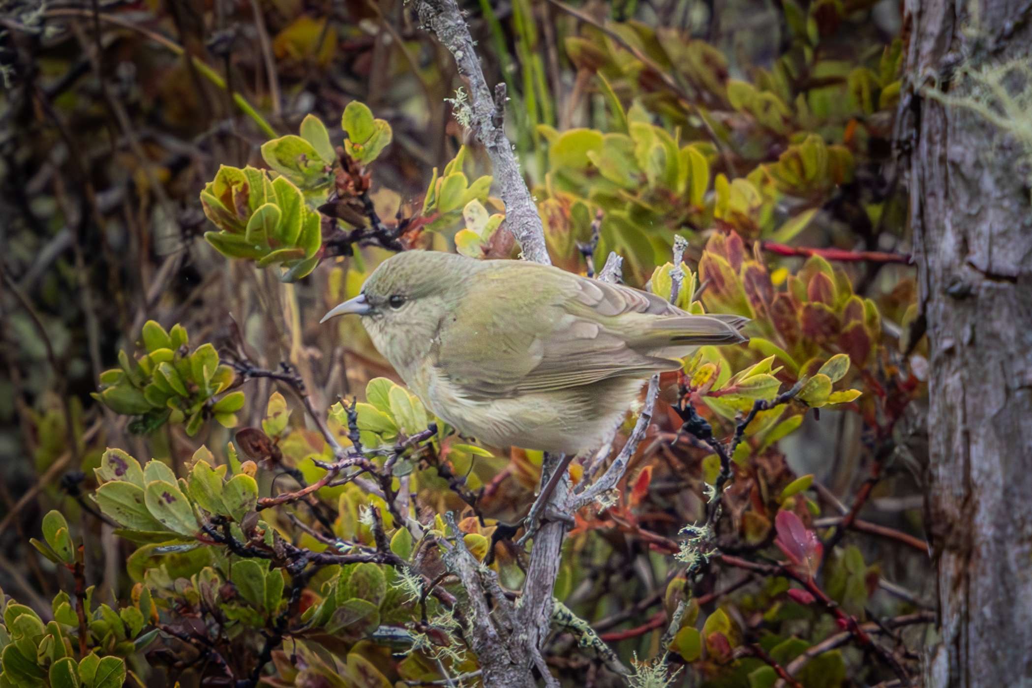 An Amakihi sits in an Ohia Lehua tree on a Big Island birdwatching tour.