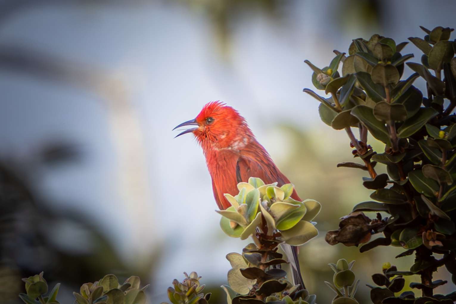 Kona birdwatching tour found an Apapane signing.