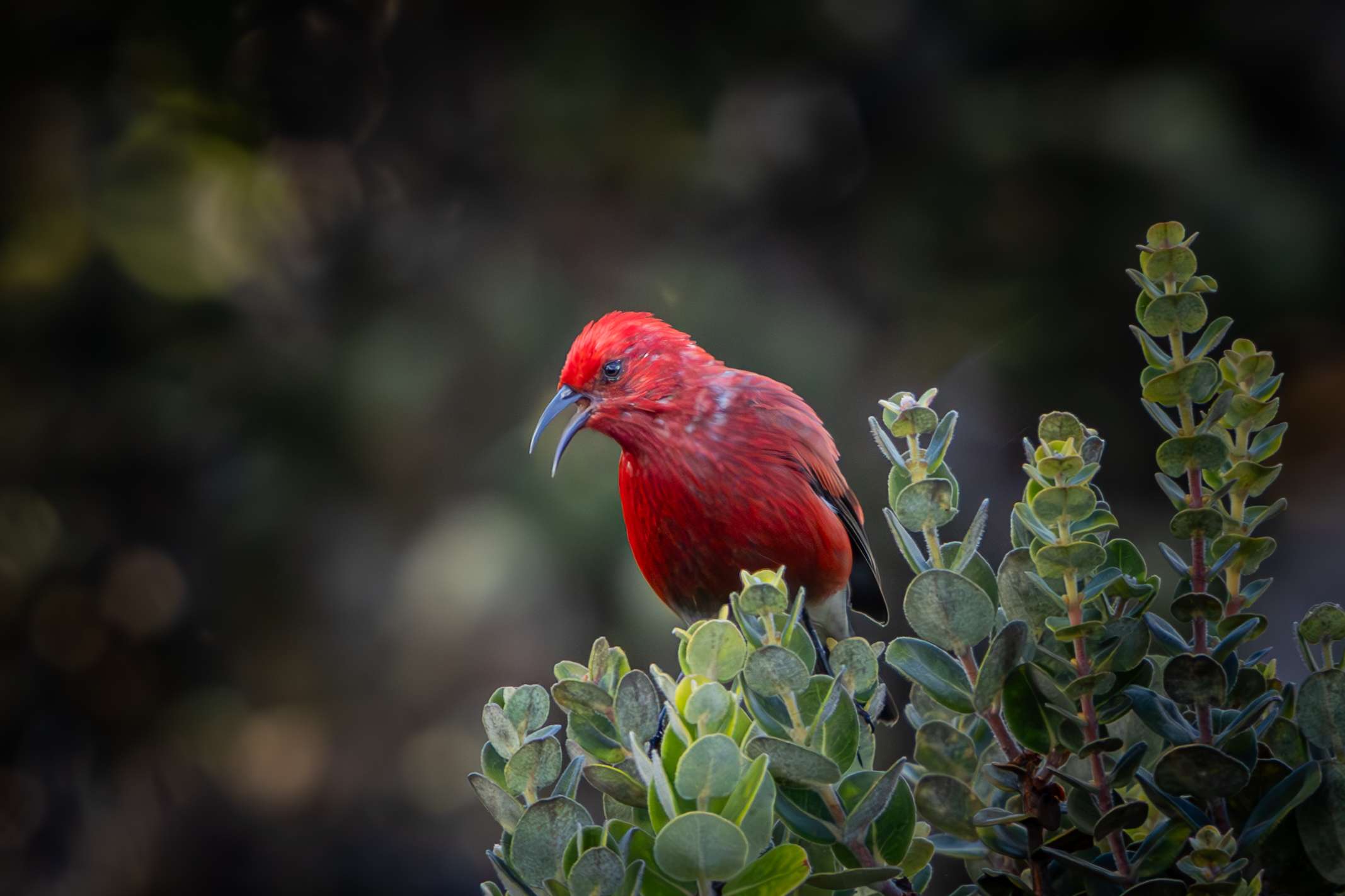An Apapane looks for insects on a Big Island birding tour.