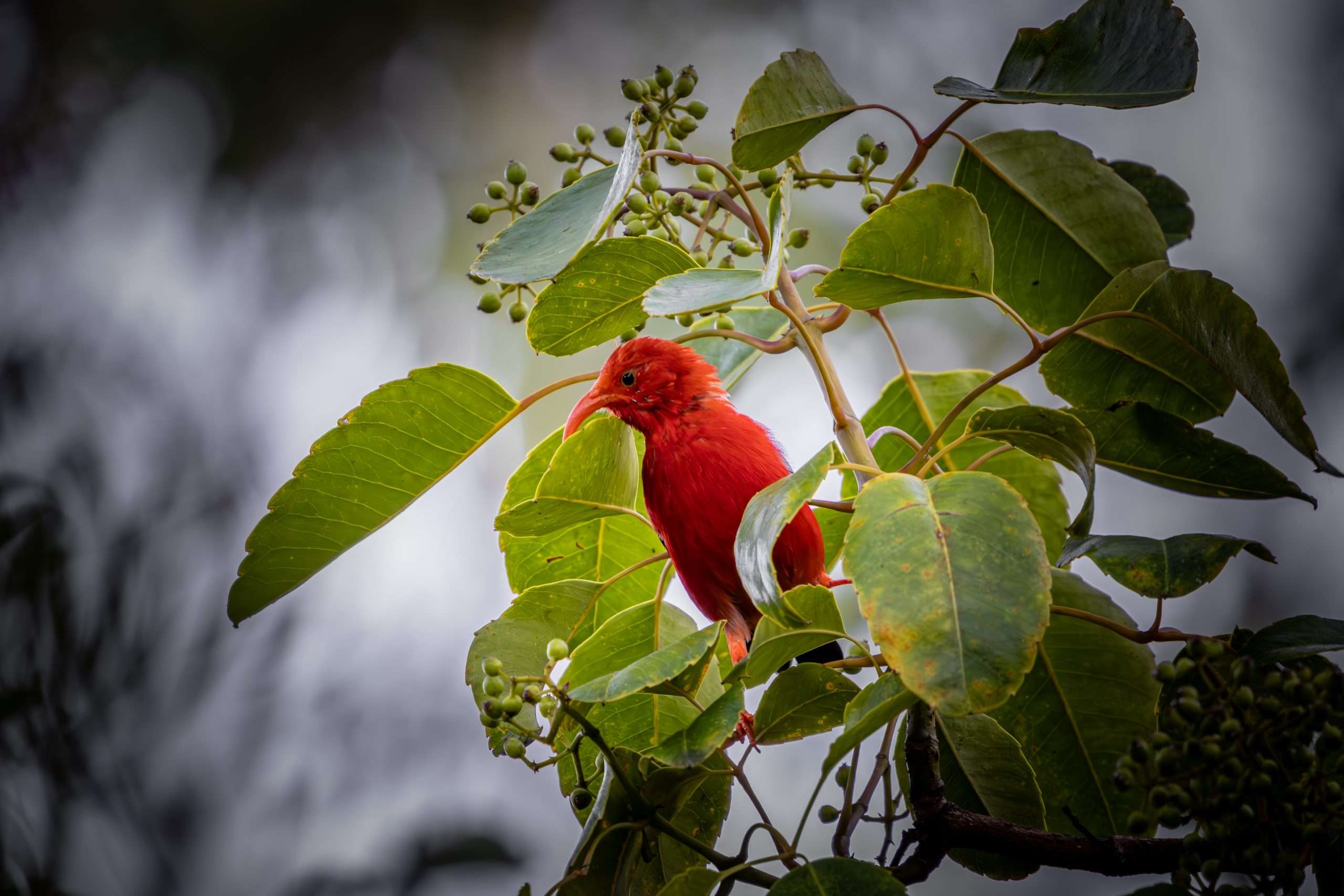Birdwatching Big Island tour spotted the Scarlett honeycreeper, the I'iwi.