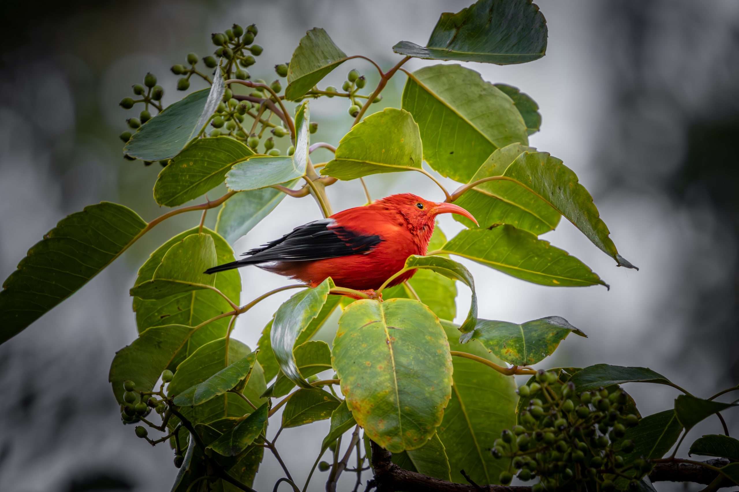 Birdwatching tours on the Big Island spotted an I'iwi foraging for food.