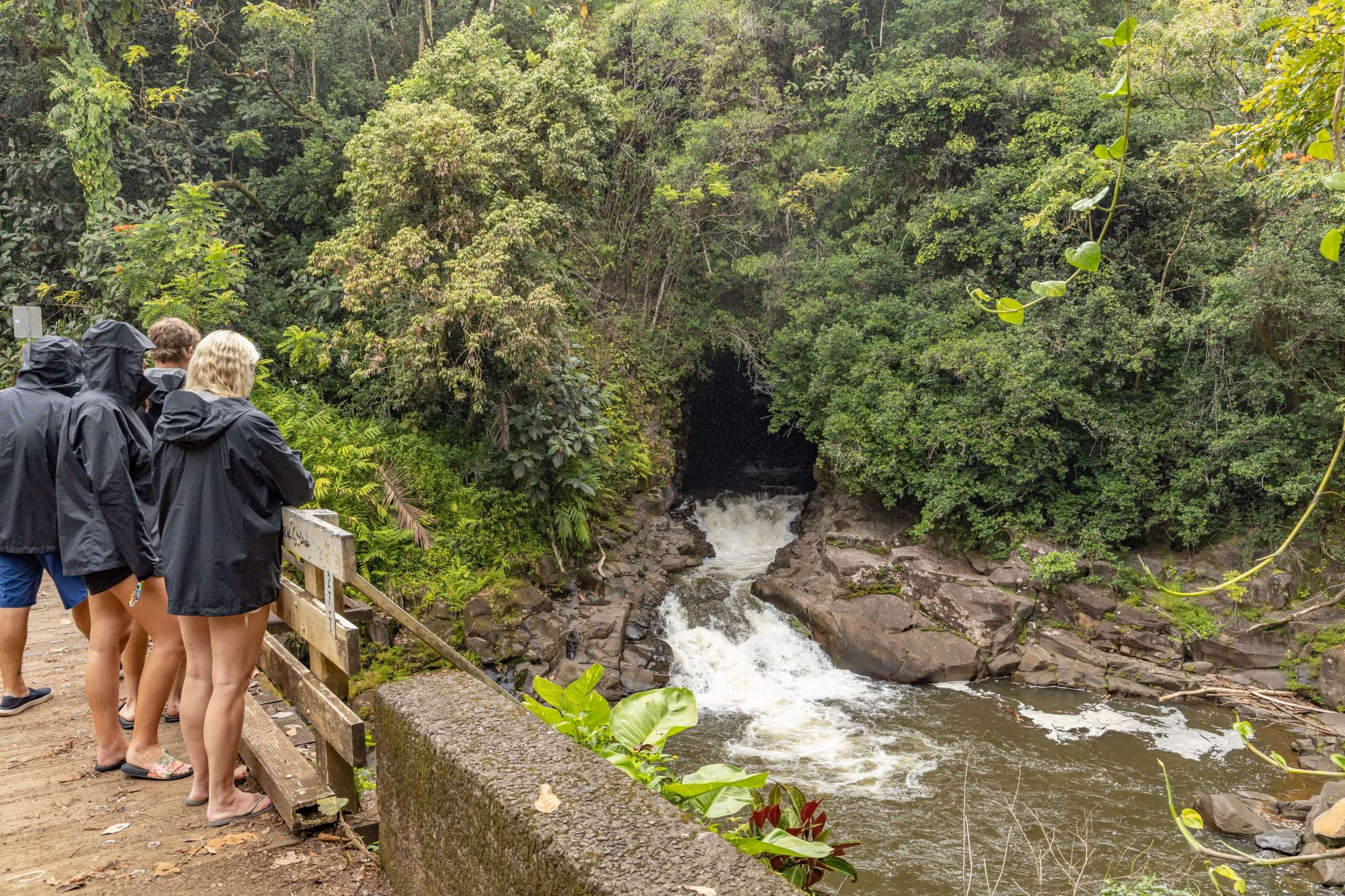Guest looking at waterfall along Onomea scenic route, Hawaii Big Island Tour