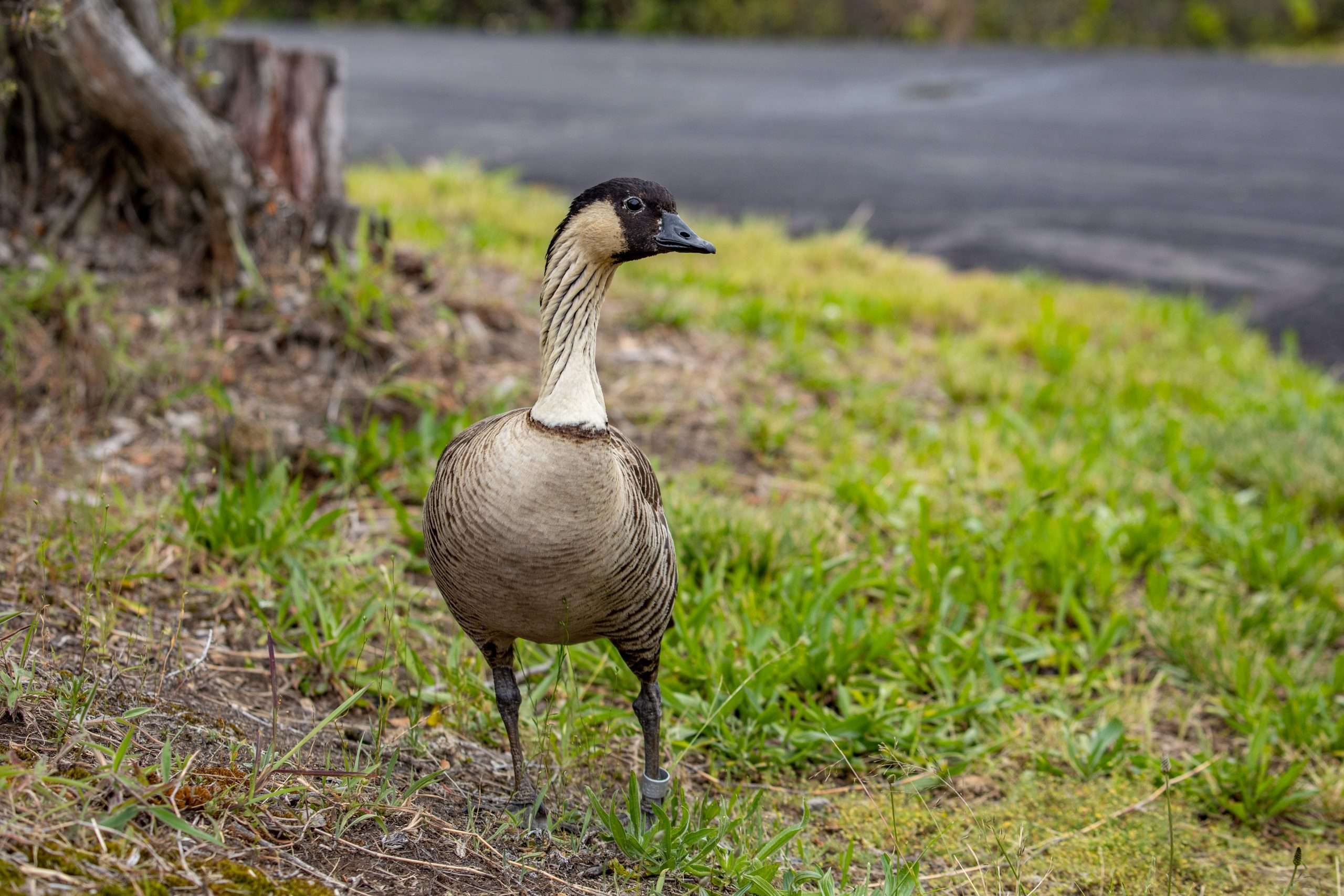 Endangered Nene goose in Volcanoes National Park, Hawaii Volcanoes National Park tour