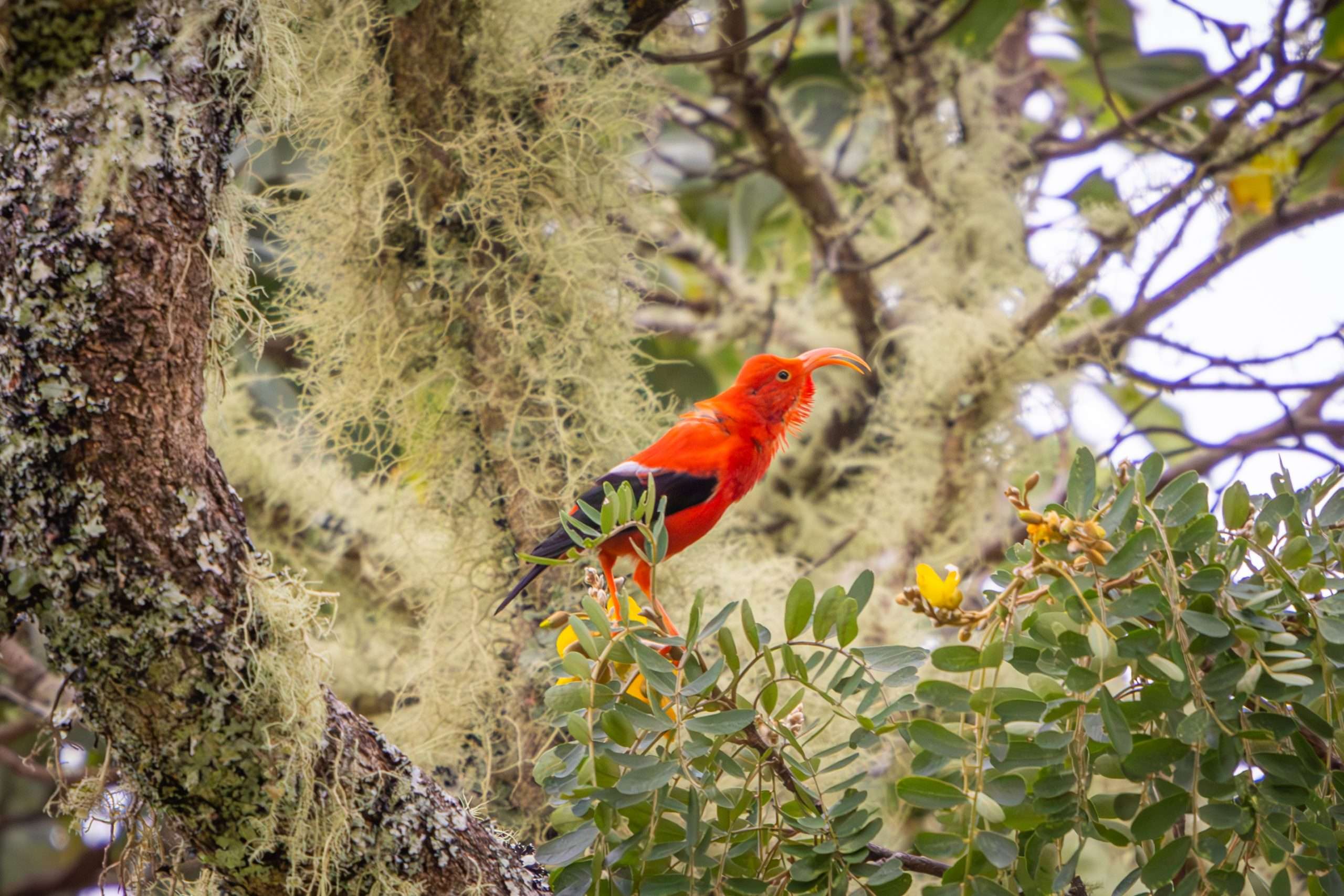 An I'iwi calling out on a private Big Island birdwatching tour.