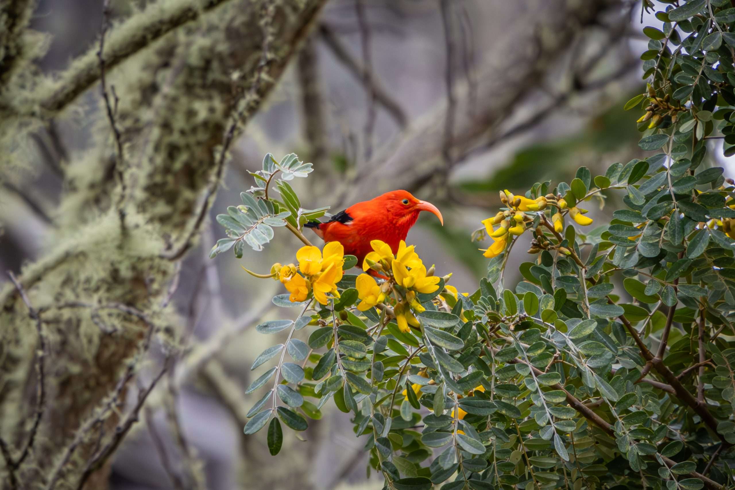 Hawaii bird watching tour spotted a colorful I'wii sitting in a tree.