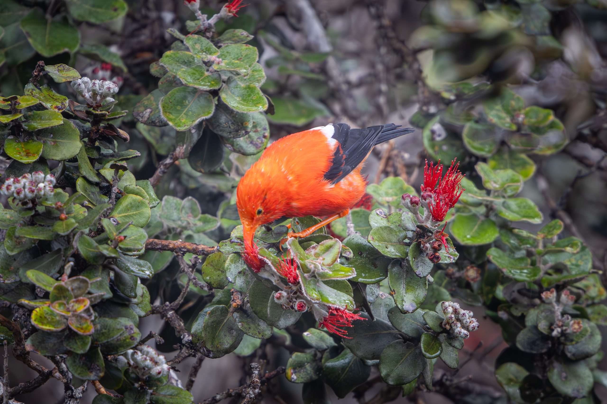 On a Big Island birdwatching tour, an I'iwi bird feeds on a Ohia Lehua blossom.